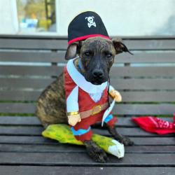 Shelter Stray Male Dog last seen Near BLK W ANAHEIM ST, LONG BEACH, CA, 90813, 7700 E Spring St, Long Beach, CA 90815, USA