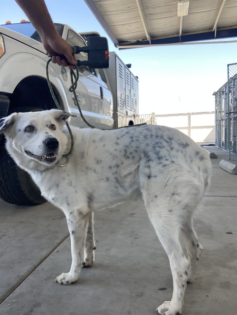 Shelter Stray Male Dog last seen Near DWINA AVE, BAKERSFIELD CA 93308, 3951 Fruitvale Ave, Bakersfield, CA 93308, USA