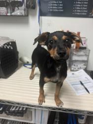 Shelter Stray Female Dog last seen Near BLOCK MCDONALD WAY, BAKERSFIELD CA 93309, 3951 Fruitvale Ave, Bakersfield, CA 93308, USA