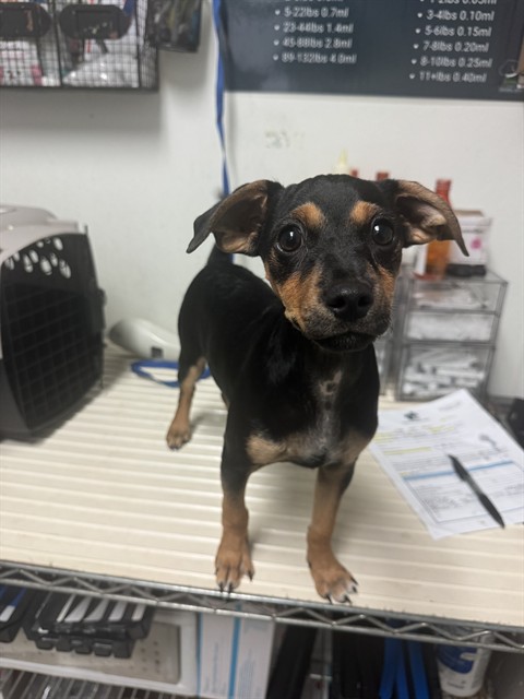 Shelter Stray Female Dog last seen Near BLOCK MCDONALD WAY, BAKERSFIELD CA 93309, 3951 Fruitvale Ave, Bakersfield, CA 93308, USA