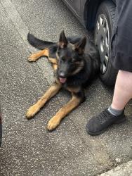 Found/Stray Male Dog last seen Veterans memorial and post road, Winston, GA 30187
