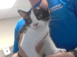 Shelter Stray Female Cat last seen Near BLOCK MURCHISON RD, FAYETTEVILLE NC 28311, 4704 Corporation Dr, Fayetteville, NC 28306, USA