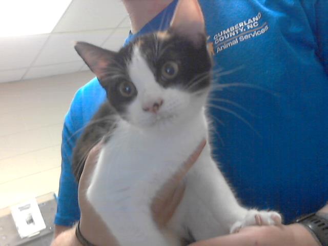 Shelter Stray Female Cat last seen Near BLOCK MURCHISON RD, FAYETTEVILLE NC 28311, 4704 Corporation Dr, Fayetteville, NC 28306, USA