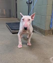 Shelter Stray Female Dog last seen Near BLOCK BRAIT AVE, 2020 Forest St, Jacksonville, FL 32204, USA