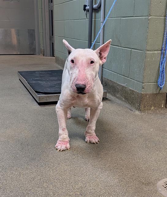 Shelter Stray Female Dog last seen Near BLOCK BRAIT AVE, 2020 Forest St, Jacksonville, FL 32204, USA