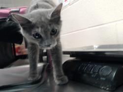 Shelter Stray Female Cat last seen Near KING ARTHUR RD, FAYETTEVILLE NC 28314, 4704 Corporation Dr, Fayetteville, NC 28306, USA
