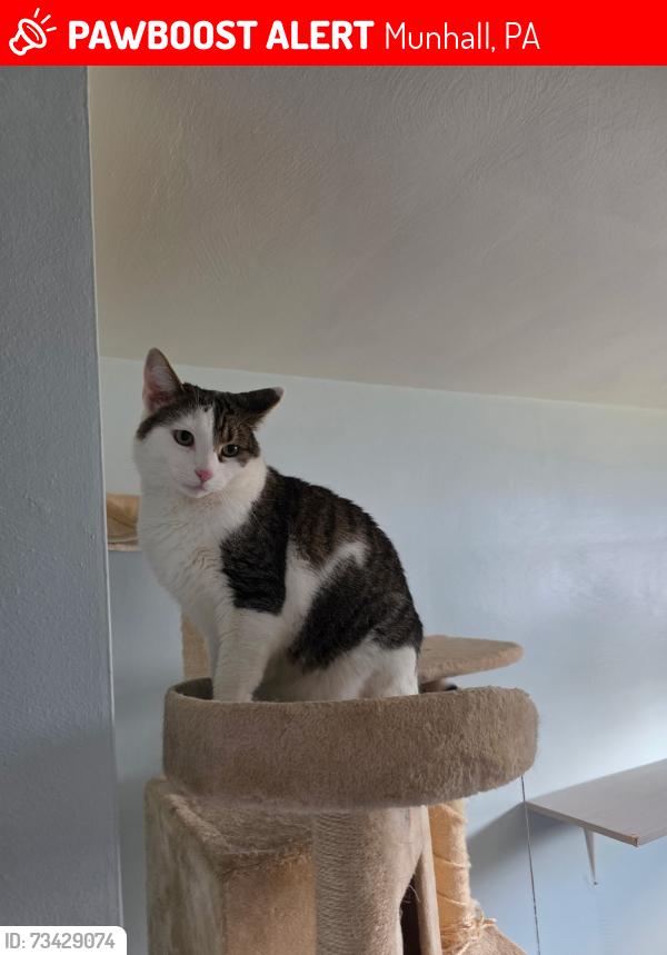 Lost Male Cat last seen Near w marigold st Munhall 15120, Munhall, PA 15120
