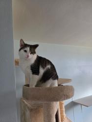 Lost Male Cat last seen Near w marigold st Munhall 15120, Munhall, PA 15120