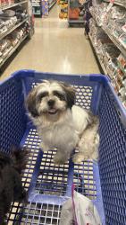 Reunited Female Dog last seen Lexington and Independence, Missouri City, TX 77489