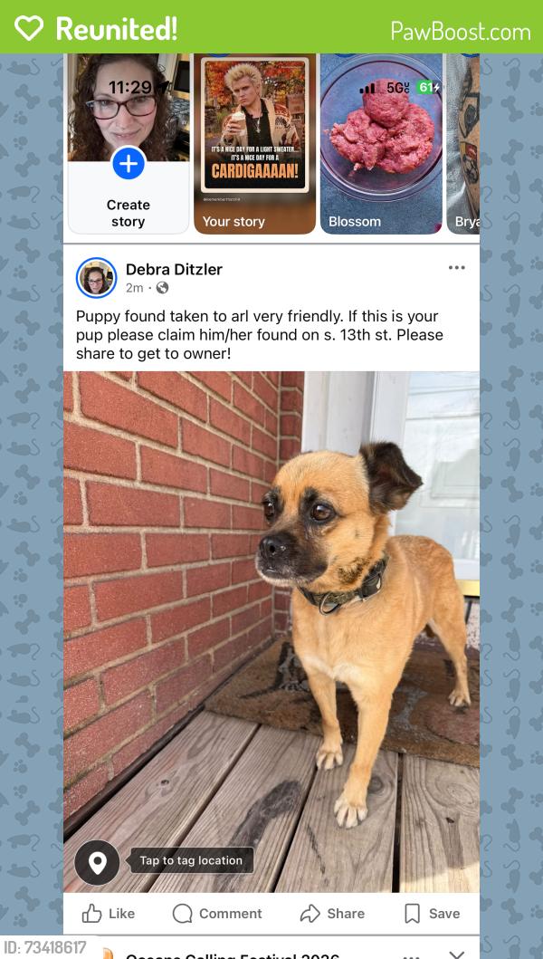 Reunited Unknown Dog last seen S. 13 st reading, Reading, PA 19602