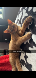 Reunited Female Cat last seen Emilie and irwin, Green Bay, WI 54301