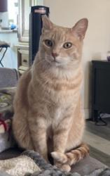 Reunited Female Cat last seen Brookhurst and Adam’s, Huntington Beach, CA 92646