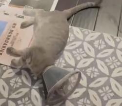 Reunited Female Cat last seen Ramona Headstart, Norwalk, CA 90650