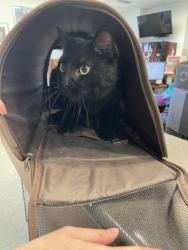 Shelter Stray Female Cat last seen Near Trailview Ct., Hamilton, OH, 1820 Princeton Rd, Hamilton, OH 45011, USA