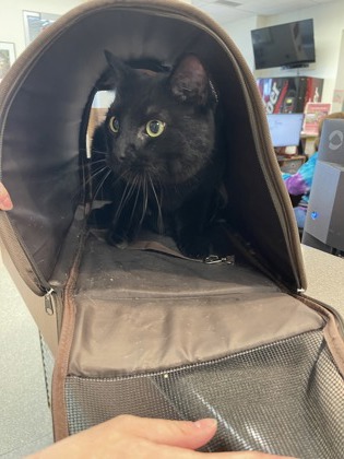 Shelter Stray Female Cat last seen Near Trailview Ct., Hamilton, OH, 1820 Princeton Rd, Hamilton, OH 45011, USA