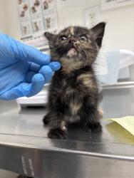 Shelter Stray Female Cat last seen Near 31st ave, Oakland, CA, 1101 29th Ave, Oakland, CA 94601, USA