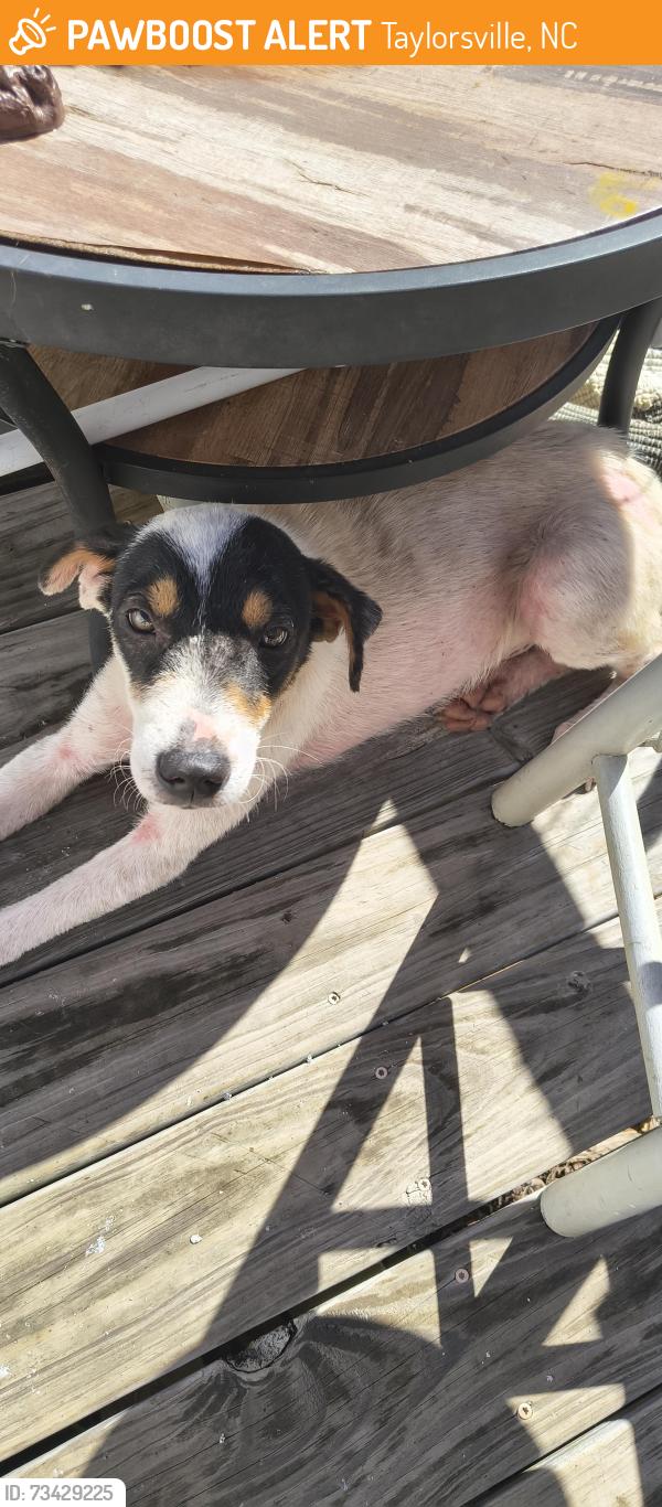 Found/Stray Male Dog last seen Daniels ridge, Taylorsville, NC 28681