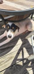 Found/Stray Male Dog last seen Daniels ridge, Taylorsville, NC 28681