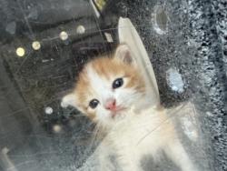 Shelter Stray Male Cat last seen Near Cedar Dr, 75149, TX, 1650 Gross Rd, Mesquite, TX 75149, USA