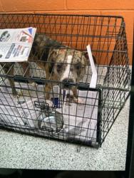 Shelter Stray Male Dog last seen Near VIRGINA AVE, East Point, GA, 1251 Fulton Industrial Blvd NW, Atlanta, GA 30336, USA