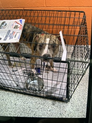 Shelter Stray Male Dog last seen Near VIRGINA AVE, East Point, GA, 1251 Fulton Industrial Blvd NW, Atlanta, GA 30336, USA
