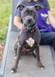 Shelter Stray Female Dog last seen Near Austin Meadows Drive, 30032, GA, 3280 Chamblee Dunwoody Rd, Chamblee, GA 30341, USA