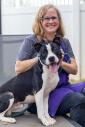 Shelter Stray Male Dog last seen , , GA, 3280 Chamblee Dunwoody Rd, Chamblee, GA 30341, USA