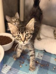Shelter Stray Female Cat last seen W Pine St, Bridgeton, NC, 1639 Old Airport Rd, New Bern, NC 28562, USA