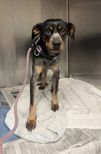 Shelter Stray Female Dog last seen , , GA, 3280 Chamblee Dunwoody Rd, Chamblee, GA 30341, USA