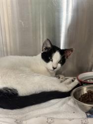 Shelter Stray Male Cat last seen Near Grapevine Lake, Unknown, TX, 11300 Nacogdoches Rd, San Antonio, TX 78217, USA