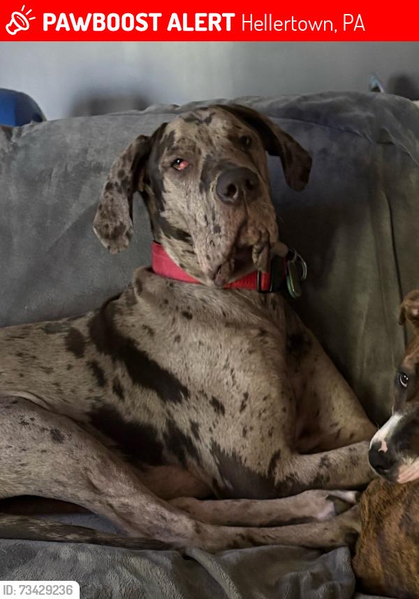 Lost Male Dog last seen Front & Water Street Hellertown, Hellertown, PA 18015