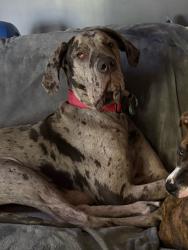 Lost Male Dog last seen Front & Water Street Hellertown, Hellertown, PA 18015