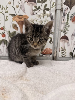 Shelter Stray Male Cat last seen Near Ready, 21212, MD, 2490 Giles Rd, Baltimore, MD 21225, USA