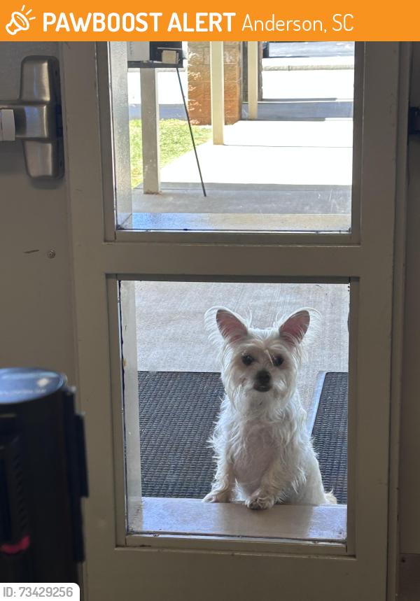 Found/Stray Female Dog last seen Robert Anderson middle school, Anderson, SC 29626