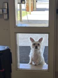 Found/Stray Female Dog last seen Robert Anderson middle school, Anderson, SC 29626