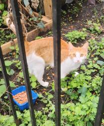 Found/Stray Female Cat last seen 35th and California, Chicago, IL 60632
