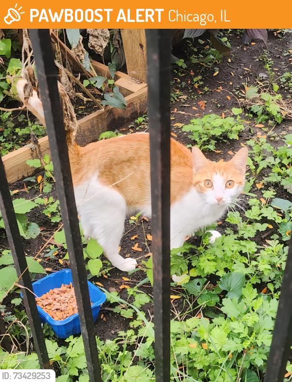 Found/Stray Female Cat last seen 35th and California, Chicago, IL 60632