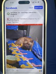 Found/Stray Female Cat last seen Scott dr & delta st, National City, CA 92113
