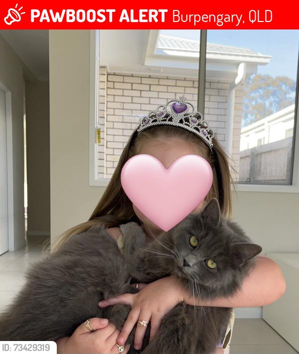 Lost Female Cat last seen Wattle st Burpengary, Burpengary, QLD 4505