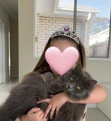 Lost Female Cat last seen Wattle st Burpengary, Burpengary, QLD 4505