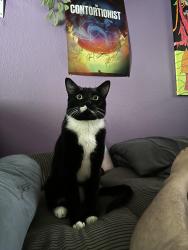 Lost Male Cat last seen Slater Ave., 120th Place cndmniums, Kirkland, WA 98034