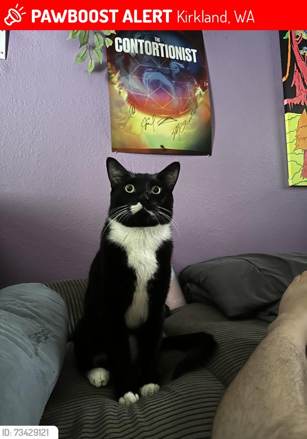 Lost Male Cat last seen Slater Ave., 120th Place cndmniums, Kirkland, WA 98034
