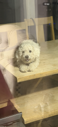 Lost Female Dog last seen Near w Whyman ave, Tolleson, AZ 85353