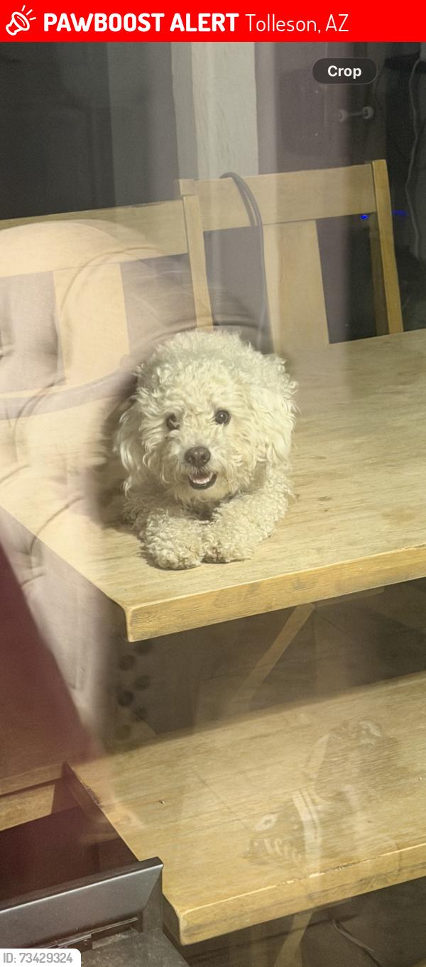 Lost Female Dog last seen Near w Whyman ave, Tolleson, AZ 85353