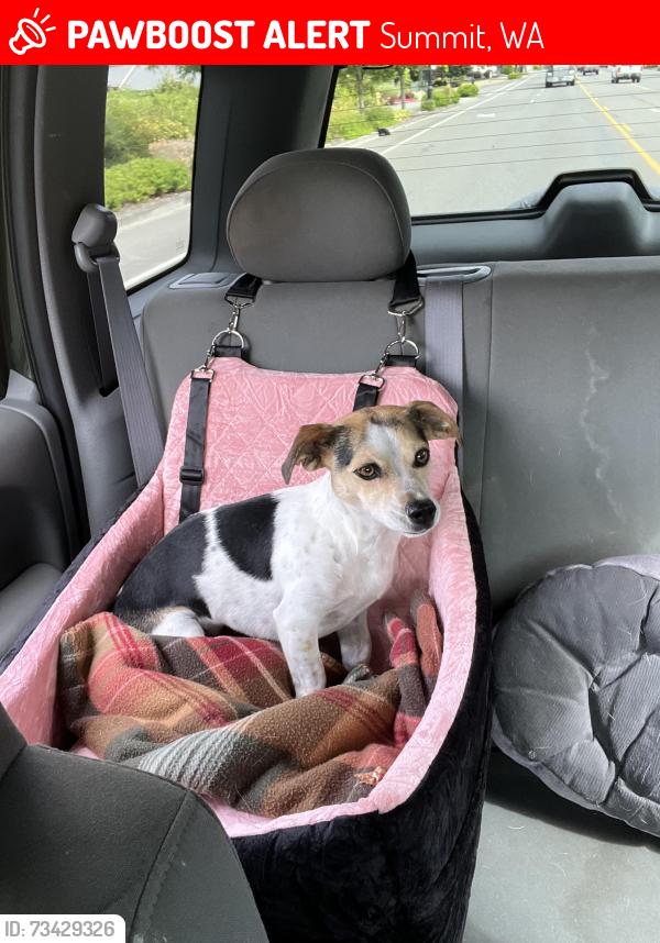 Lost Female Dog last seen Canyon and 104th, Summit, WA 98373
