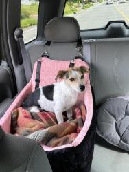 Lost Female Dog last seen Canyon and 104th, Summit, WA 98373
