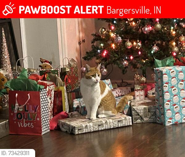 Lost Male Cat last seen Hartshire Lakes apmts, Bargersville, IN 46106