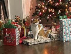 Lost Male Cat last seen Hartshire Lakes apmts, Bargersville, IN 46106