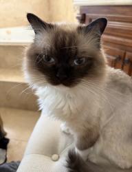 Lost Male Cat last seen laguna lake, Fullerton, CA 92835