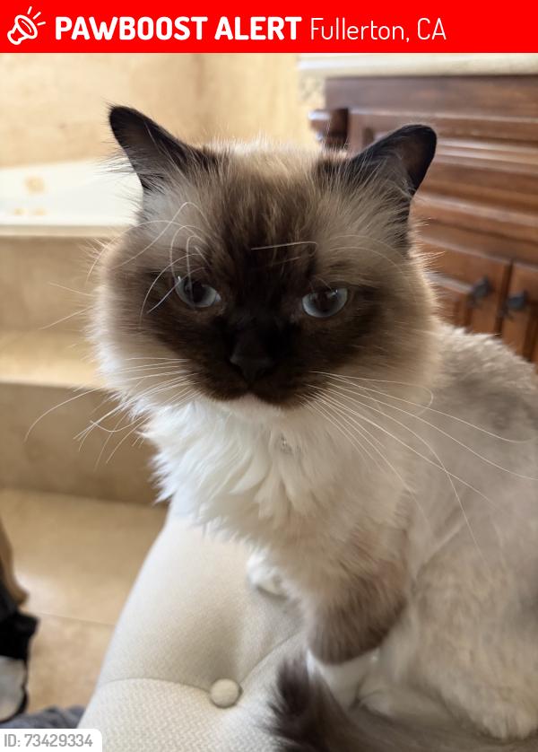 Lost Male Cat last seen laguna lake, Fullerton, CA 92835